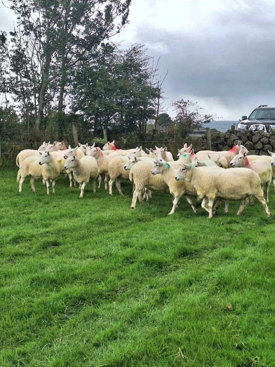 Wicklow cheviot ewes - Image 4