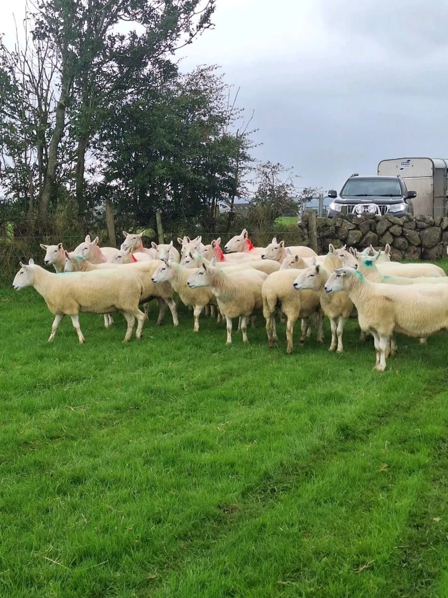 Wicklow cheviot ewes - Image 1