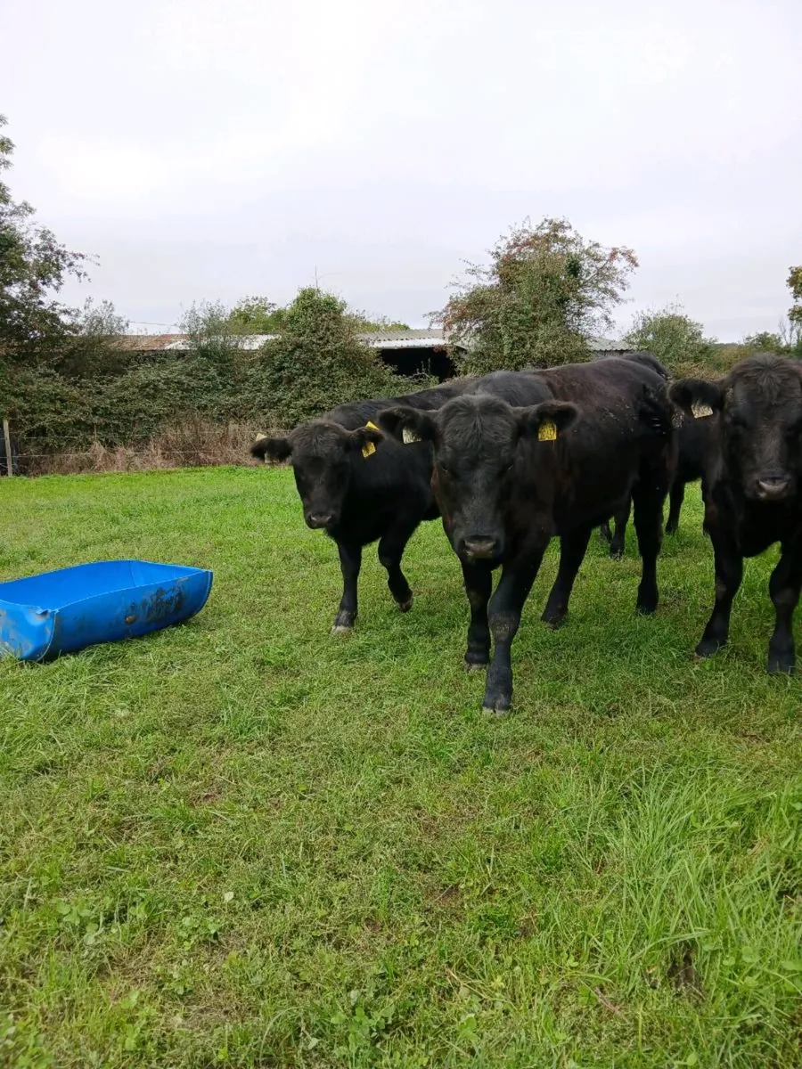 PB Angus heifers - Image 2