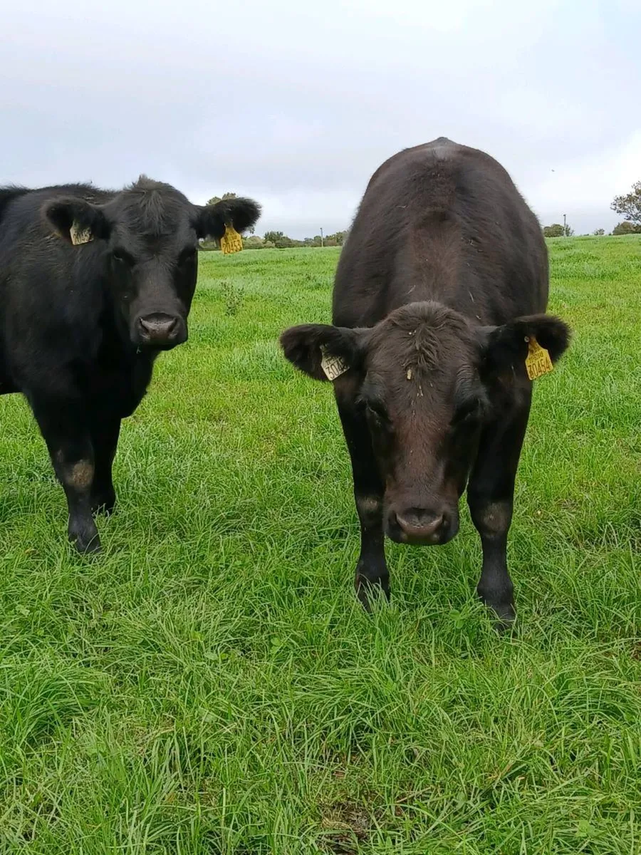 PB Angus heifers - Image 3