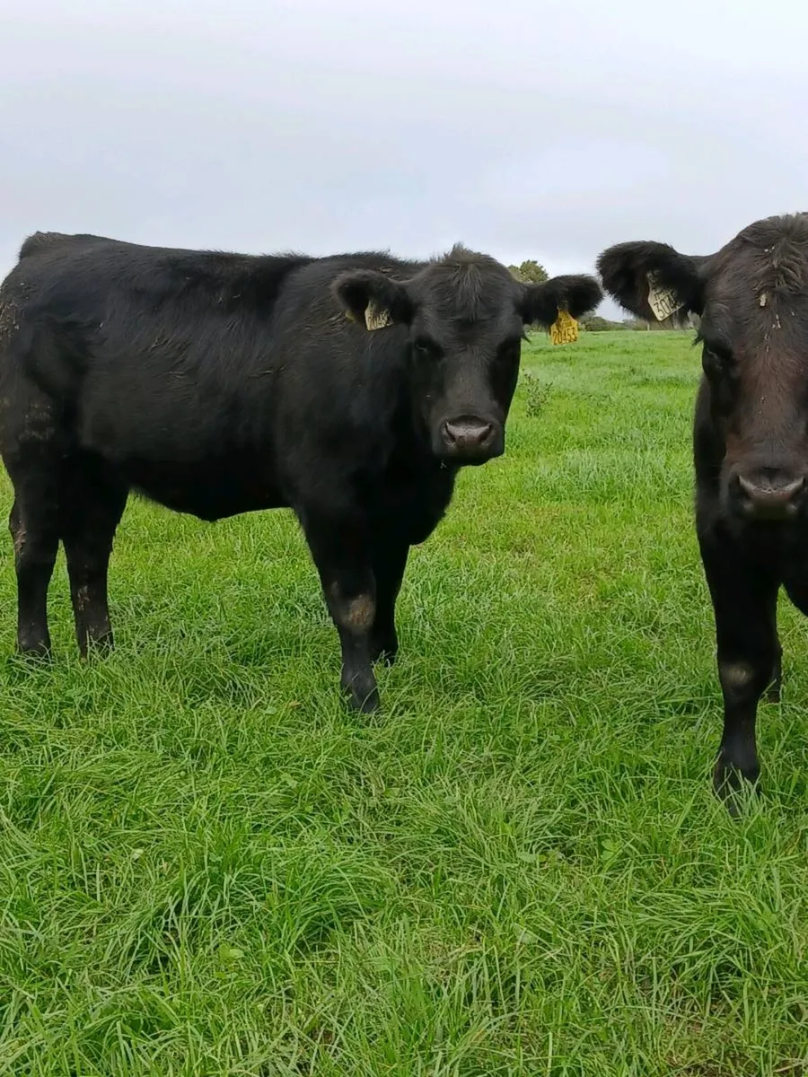 PB Angus heifers - Image 4
