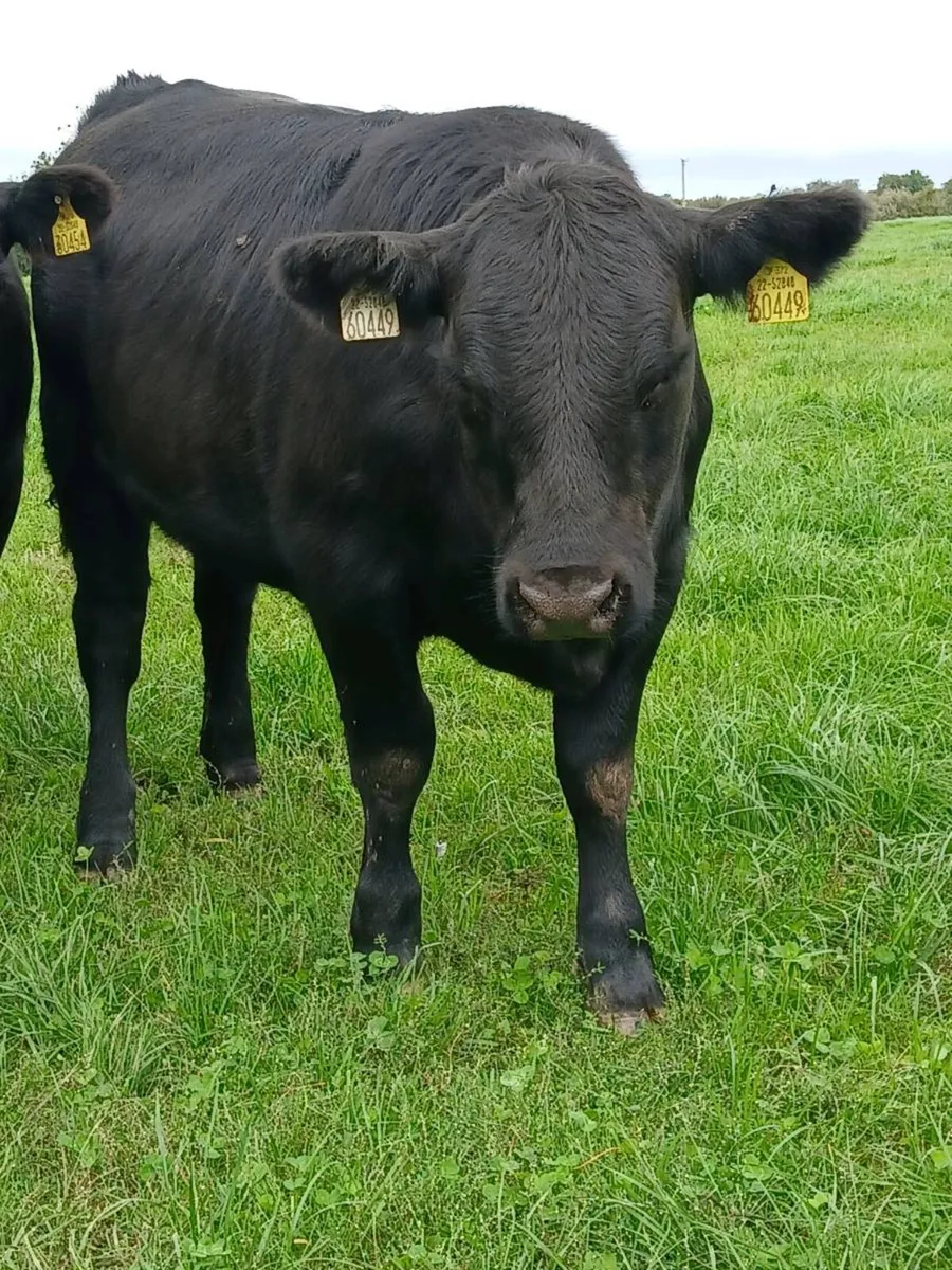 PB Angus heifers - Image 4