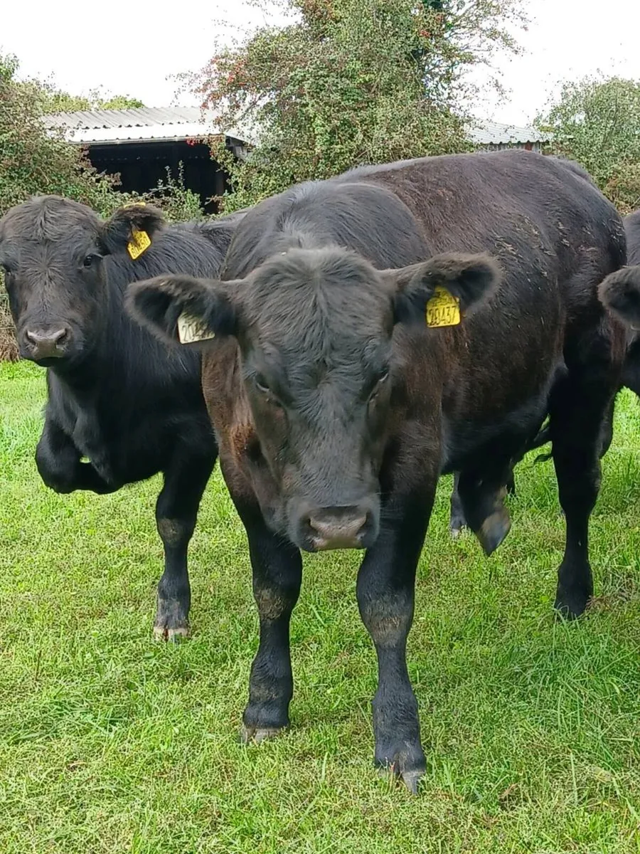 PB Angus heifers - Image 1