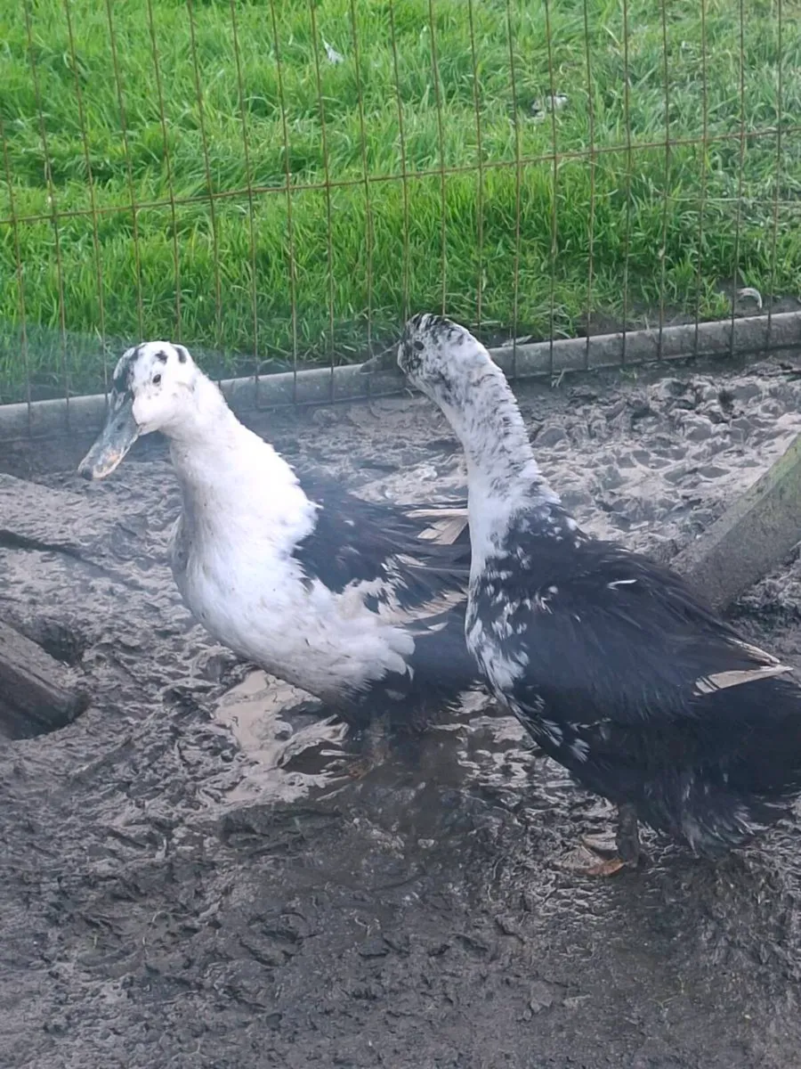 Ducks - Image 1