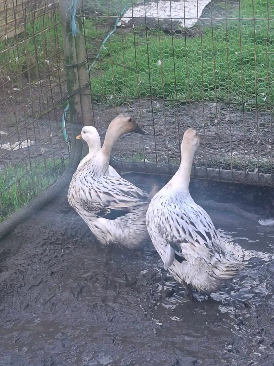 Ducks - Image 2