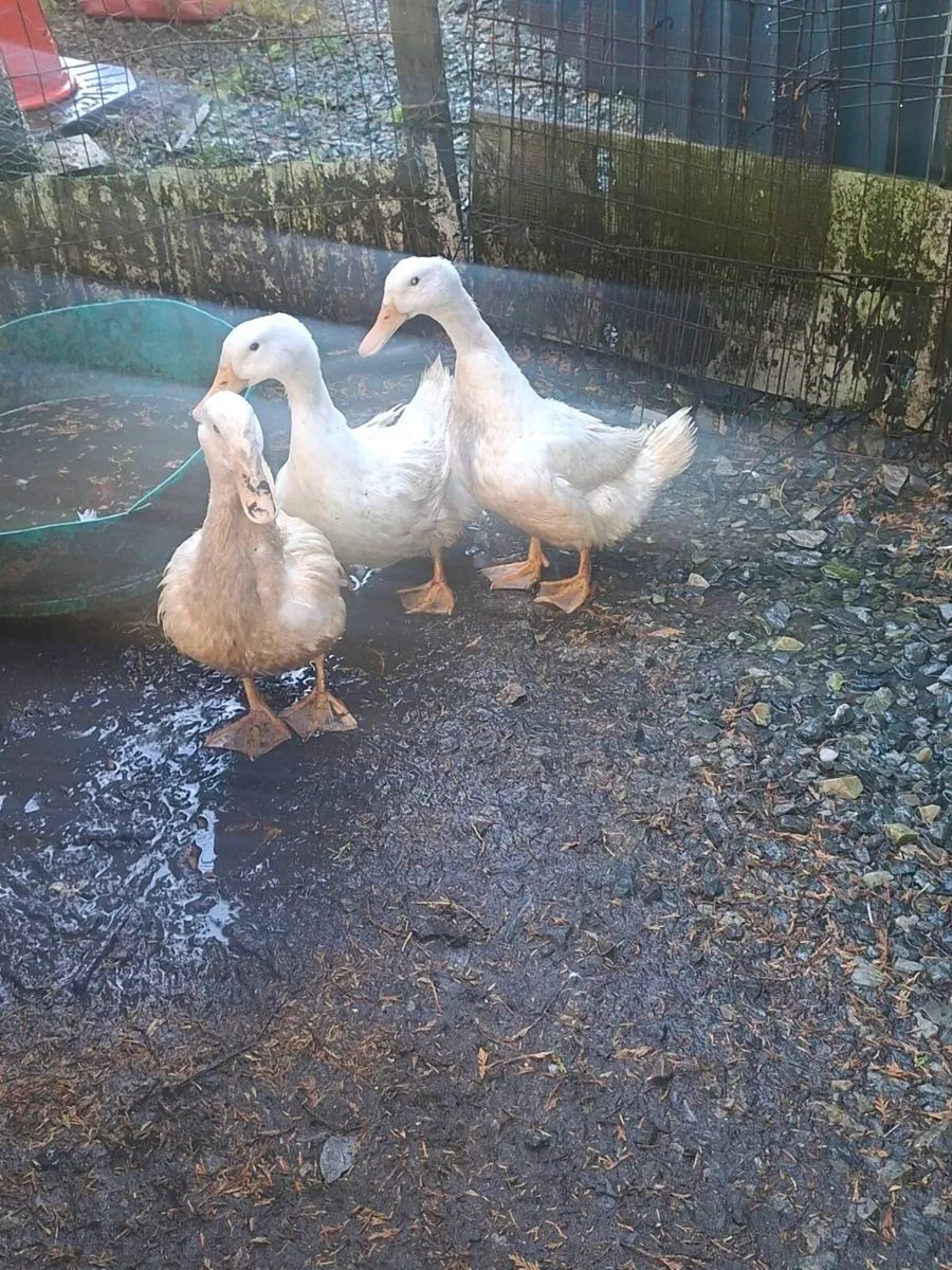 Ducks - Image 3