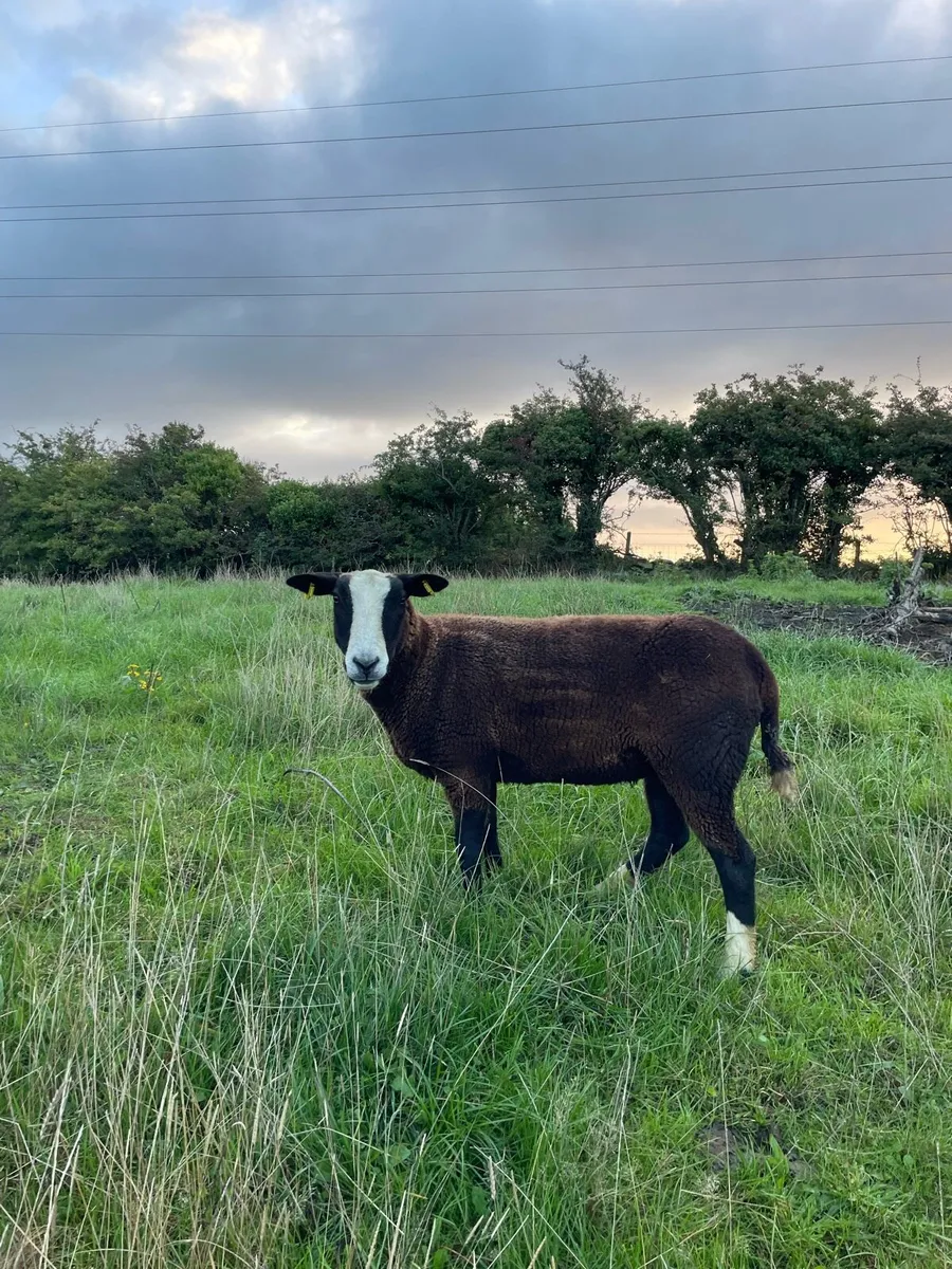 Pedigree Registered Zwartble Hoggetts - Image 1