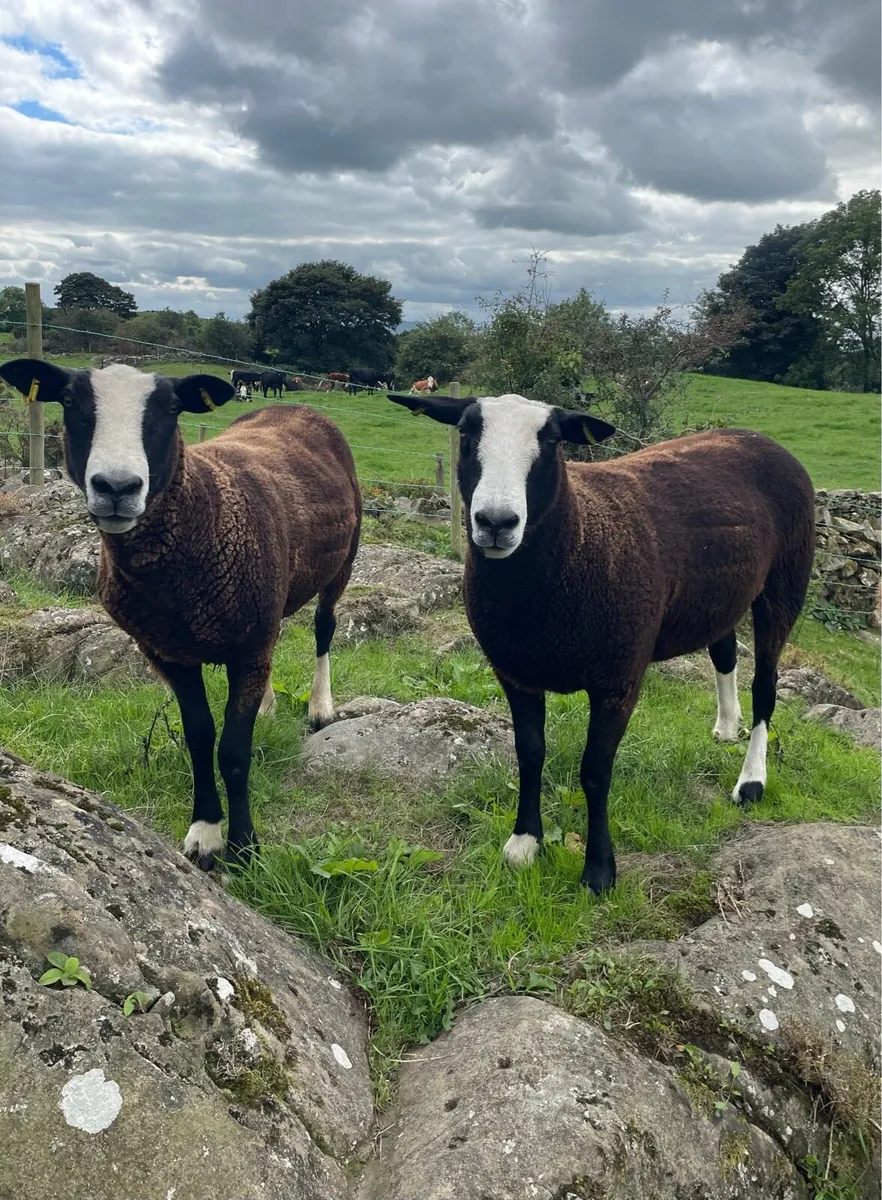 Pedigree Registered Zwartble Hoggetts - Image 2