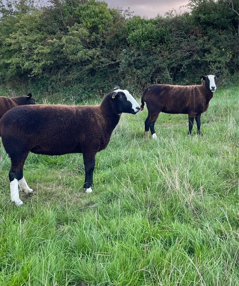 Pedigree Registered Zwartble Hoggetts - Image 3