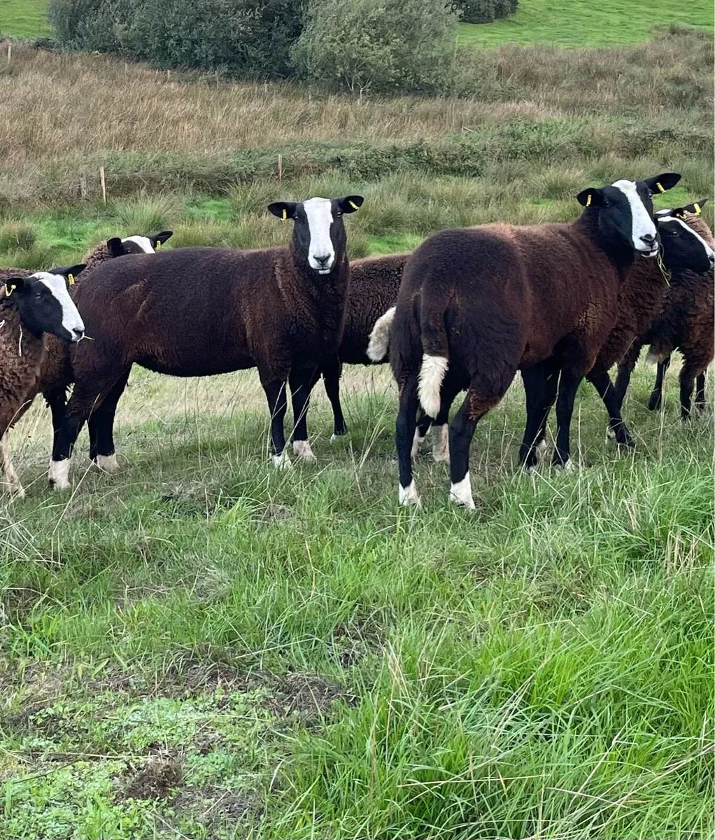 Pedigree Registered Zwartble Hoggetts - Image 4