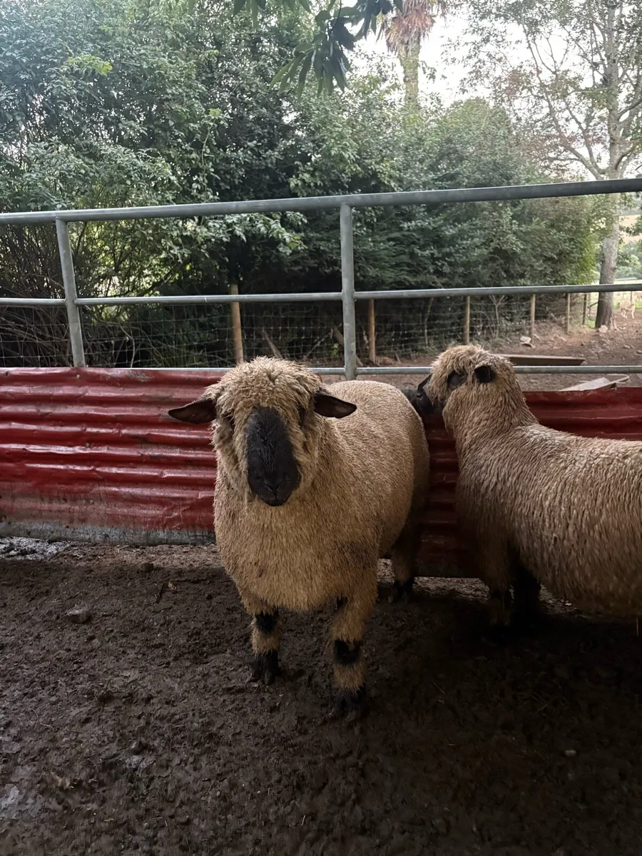 PBNR Hampshire down hogget ram - Image 2