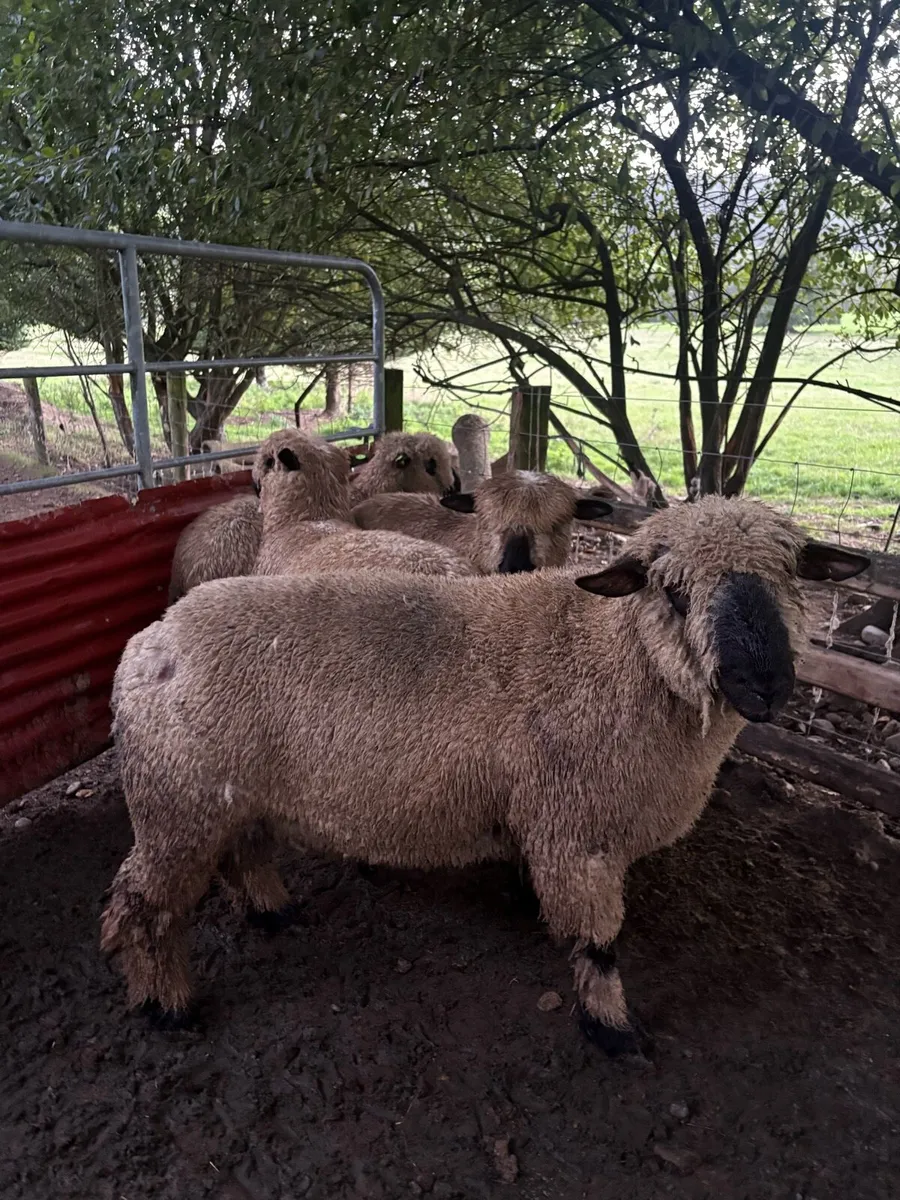 PBNR Hampshire down hogget ram - Image 1