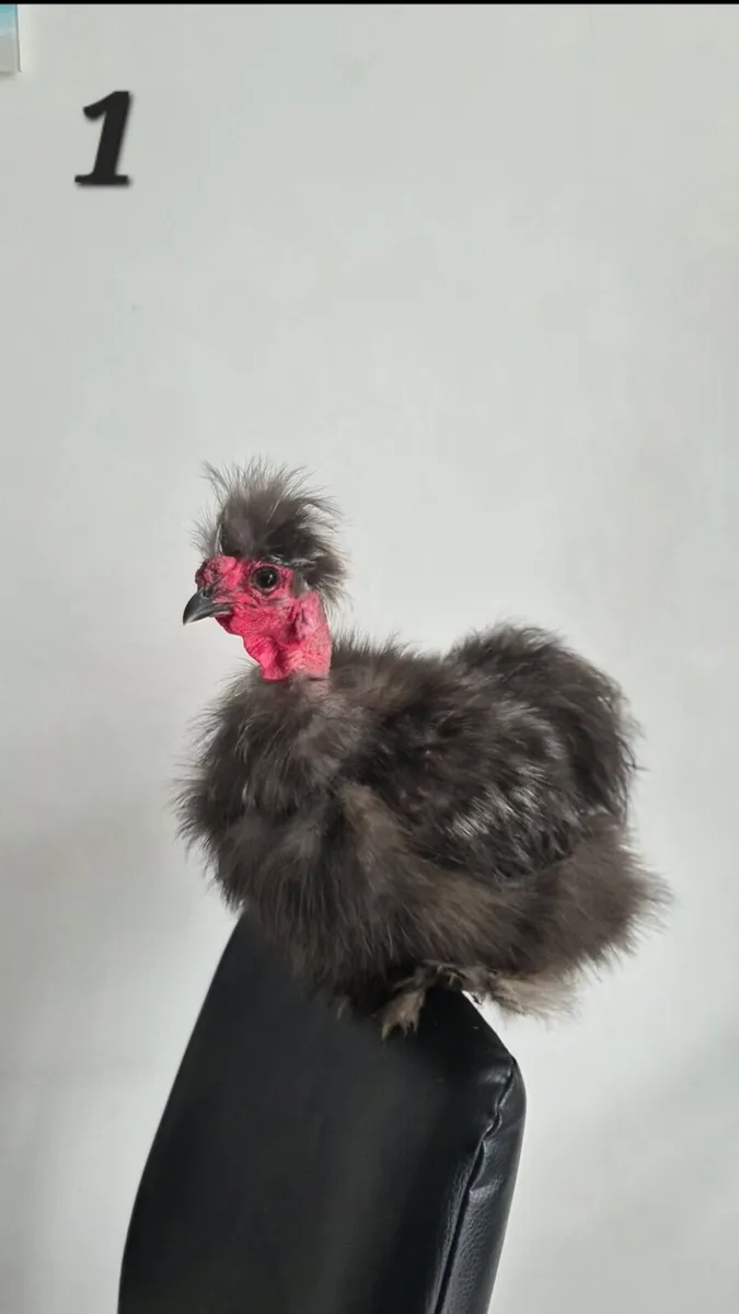 2 Silkie Cockerels - Image 1
