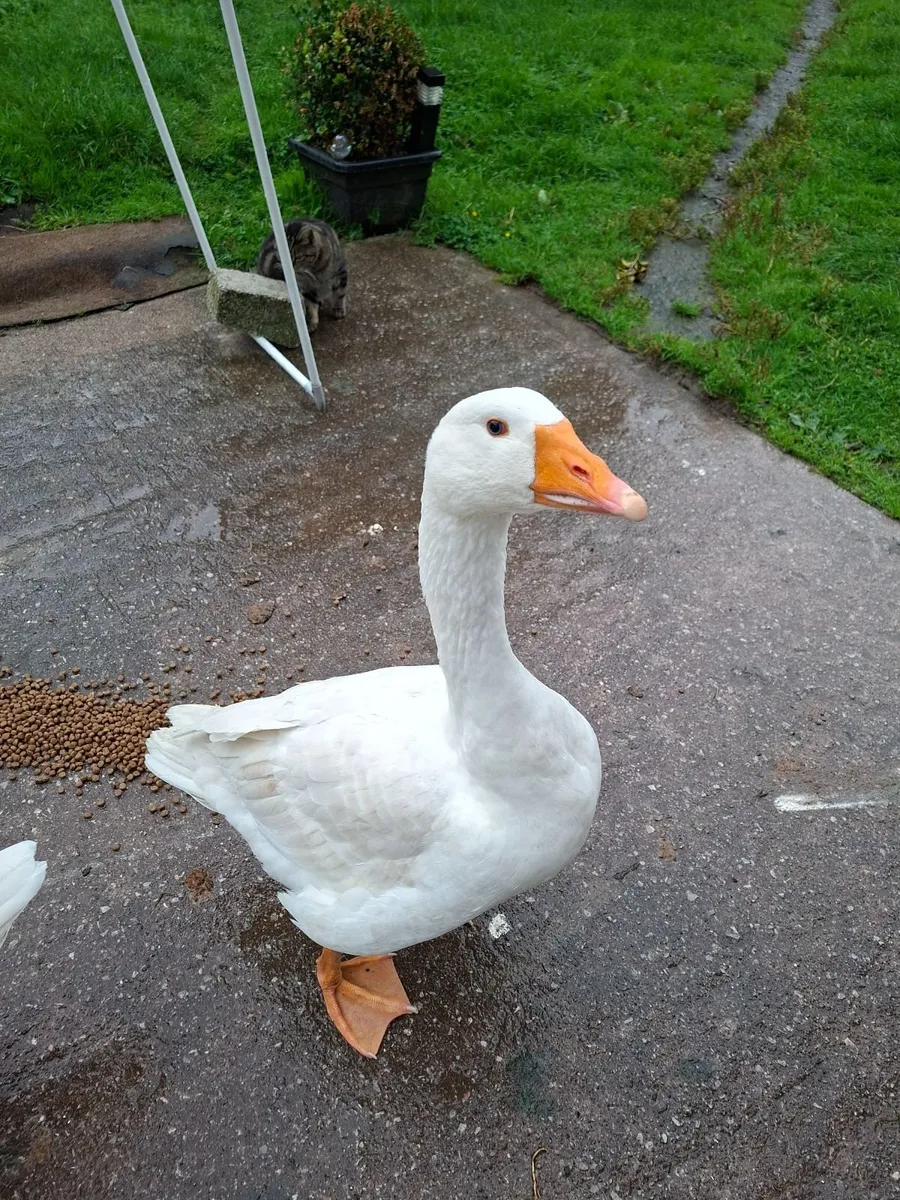 Geese - Image 4