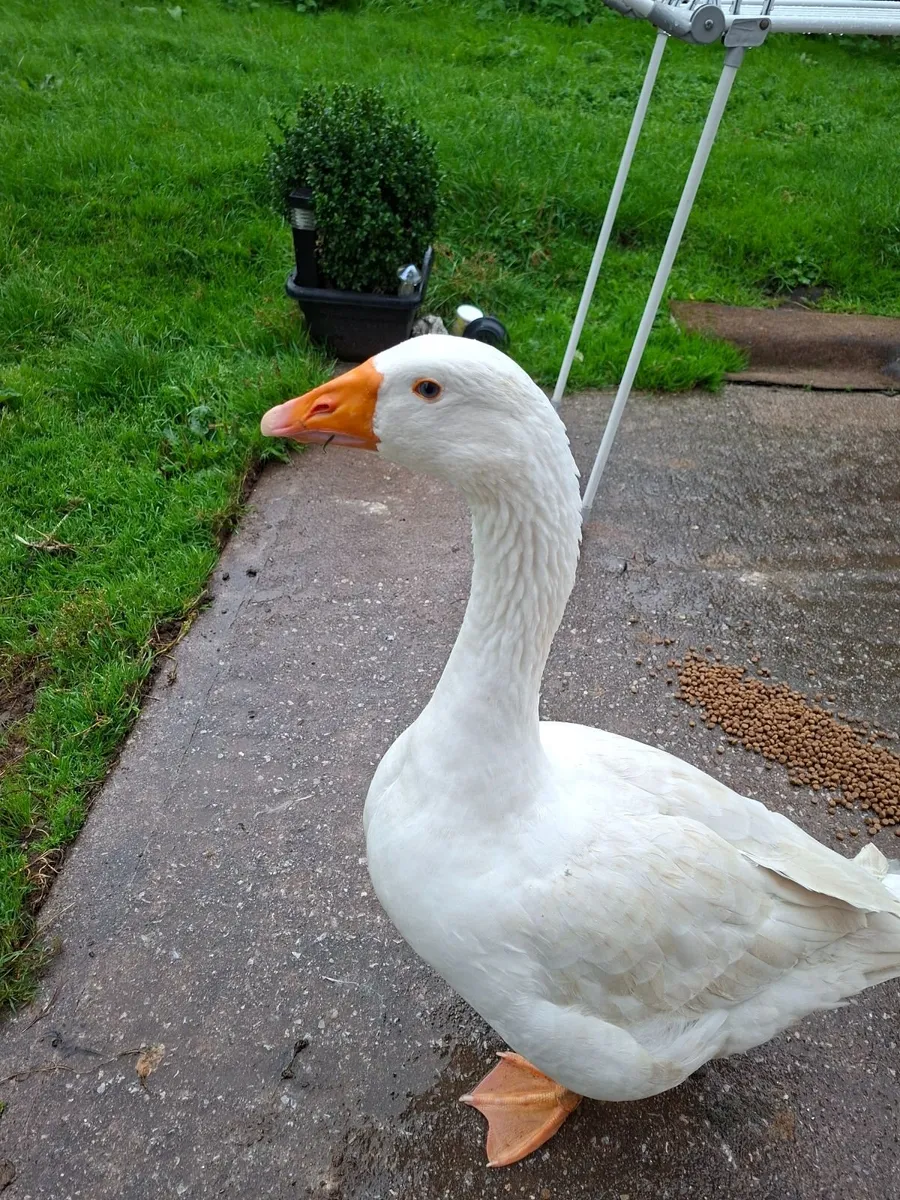 Geese - Image 2