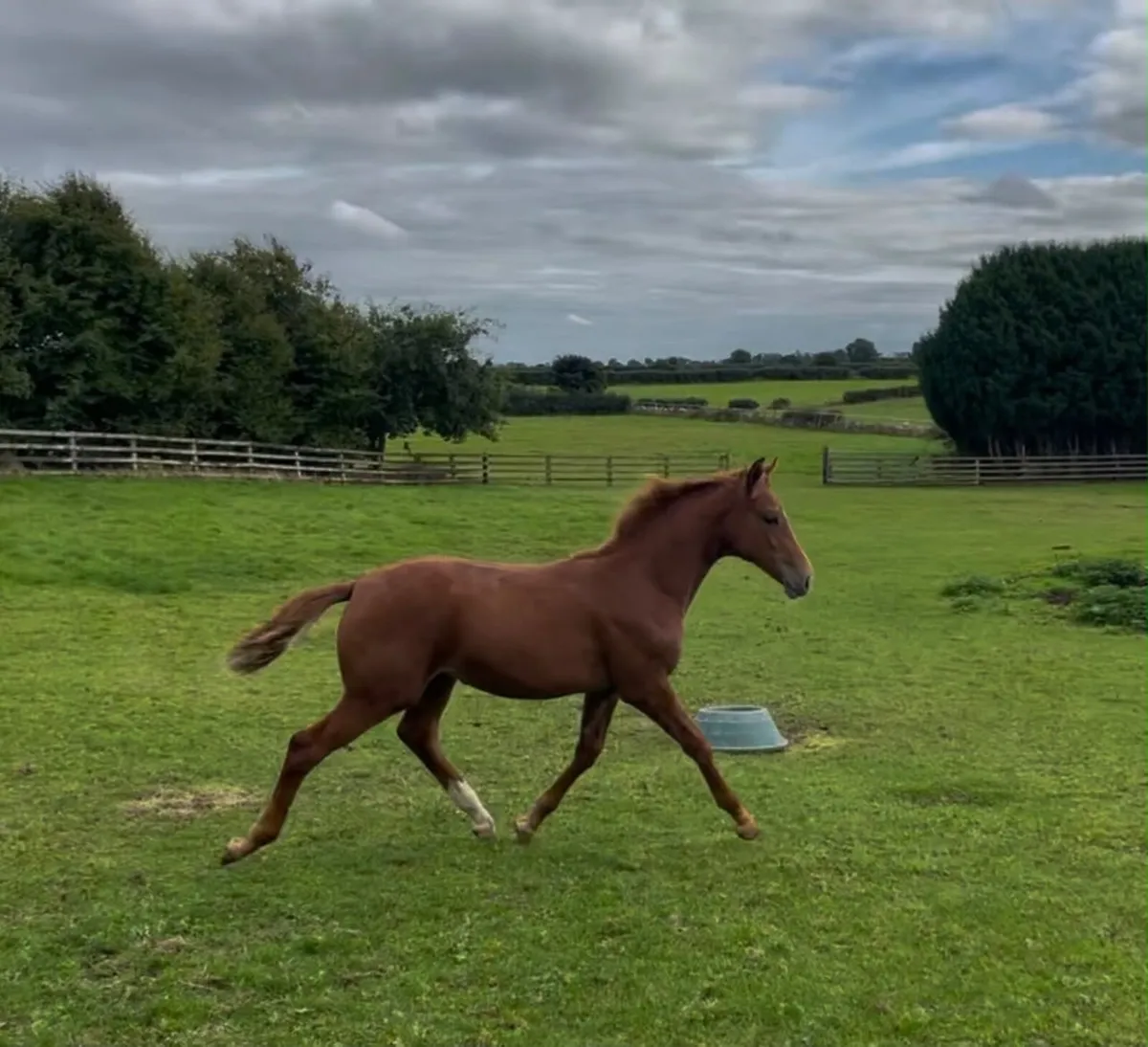 Filly foal - ISH - Image 1