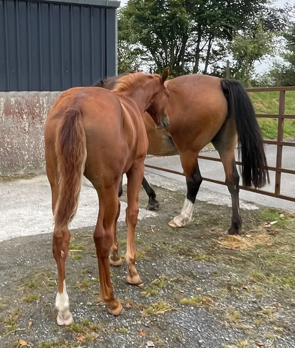 Filly foal - ISH - Image 4
