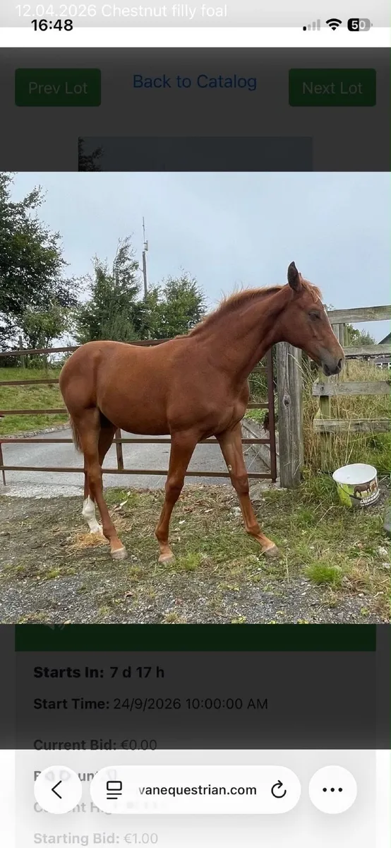 Filly foal - ISH - Image 3