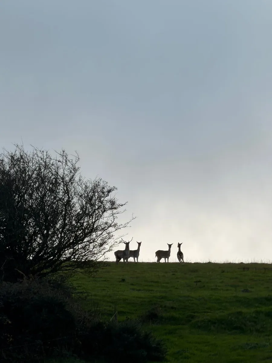 Deer - Image 1