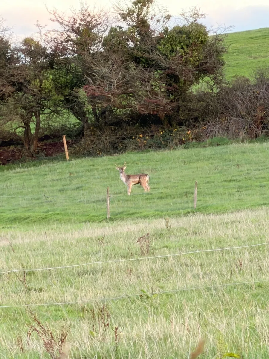 Deer - Image 2