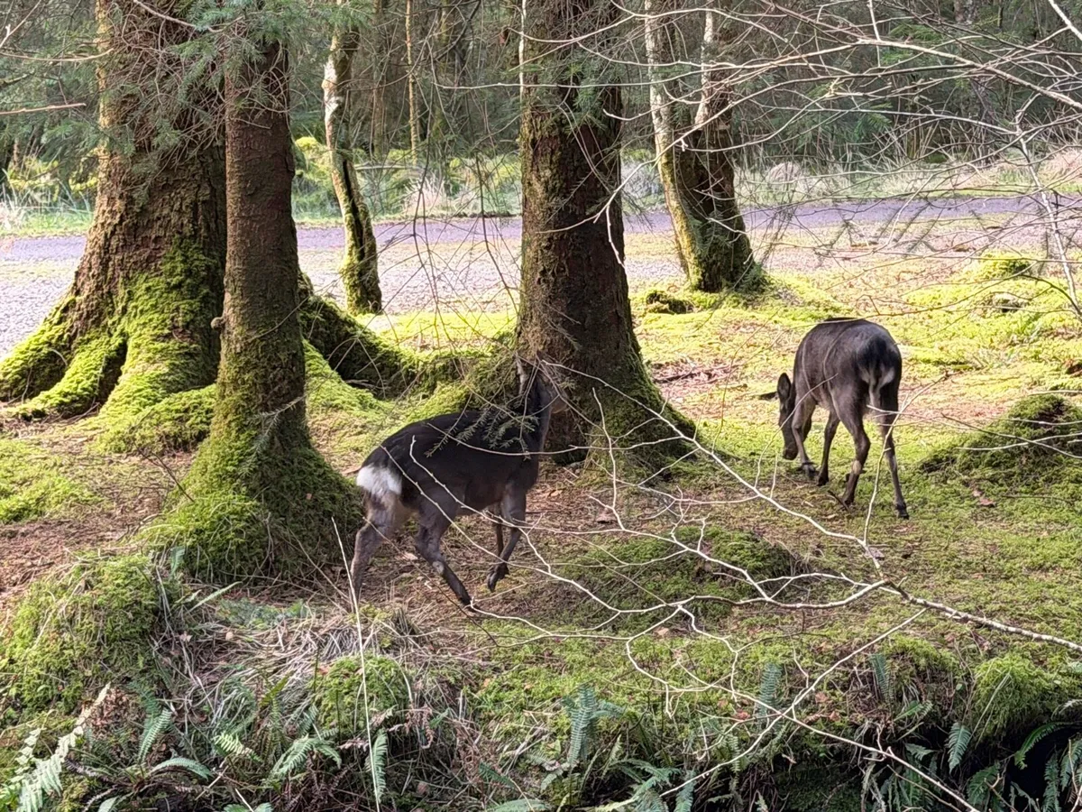 Deer - Image 3