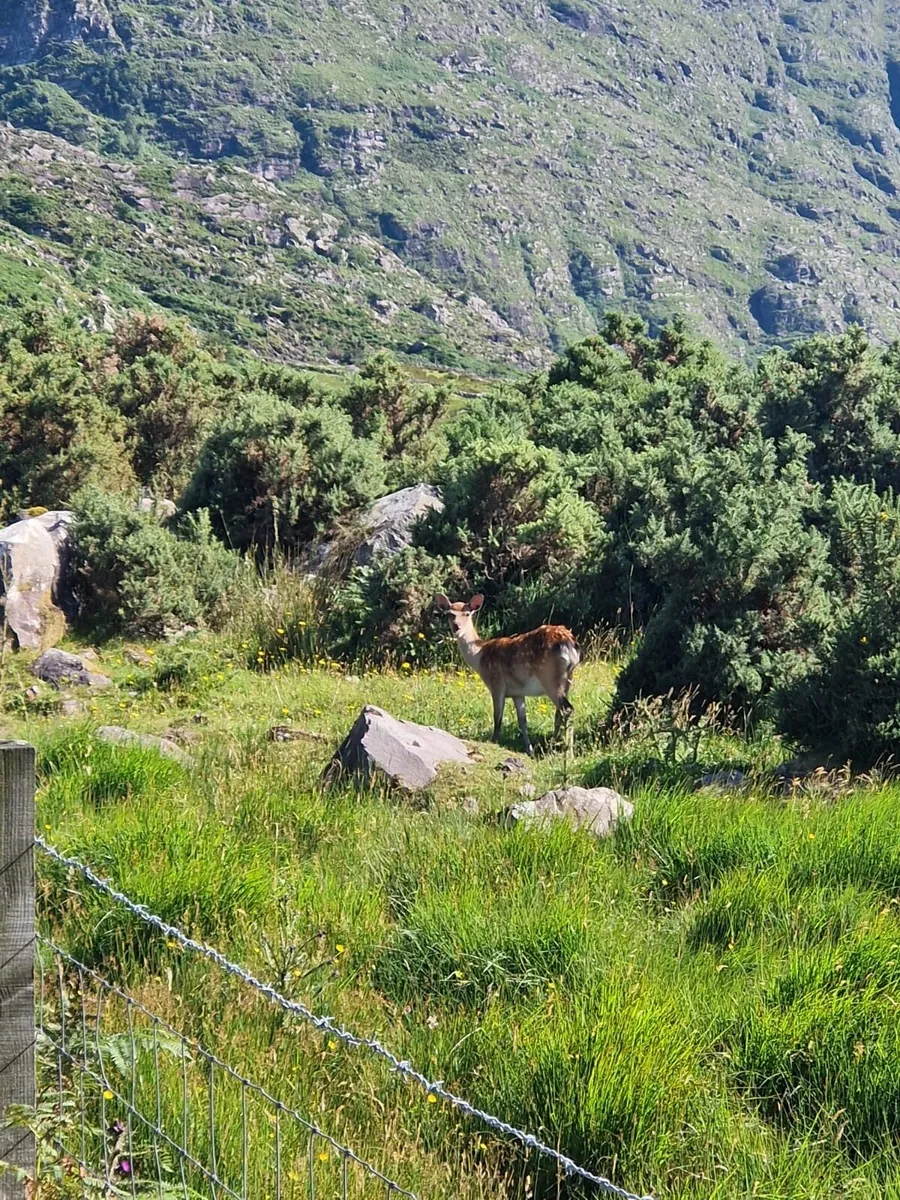 Deer - Image 4