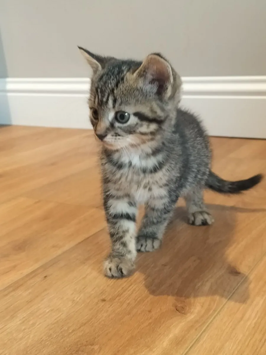 Kittens - Image 2