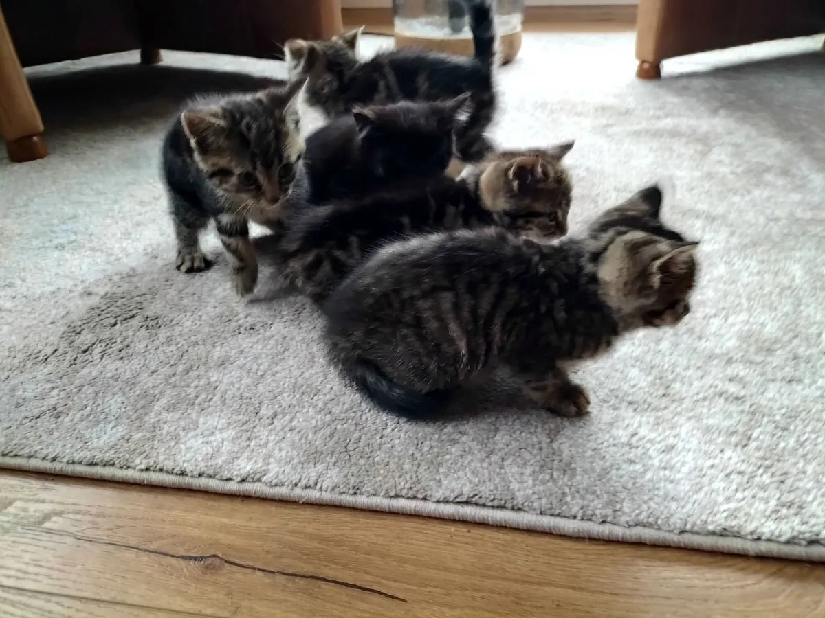 Kittens - Image 3