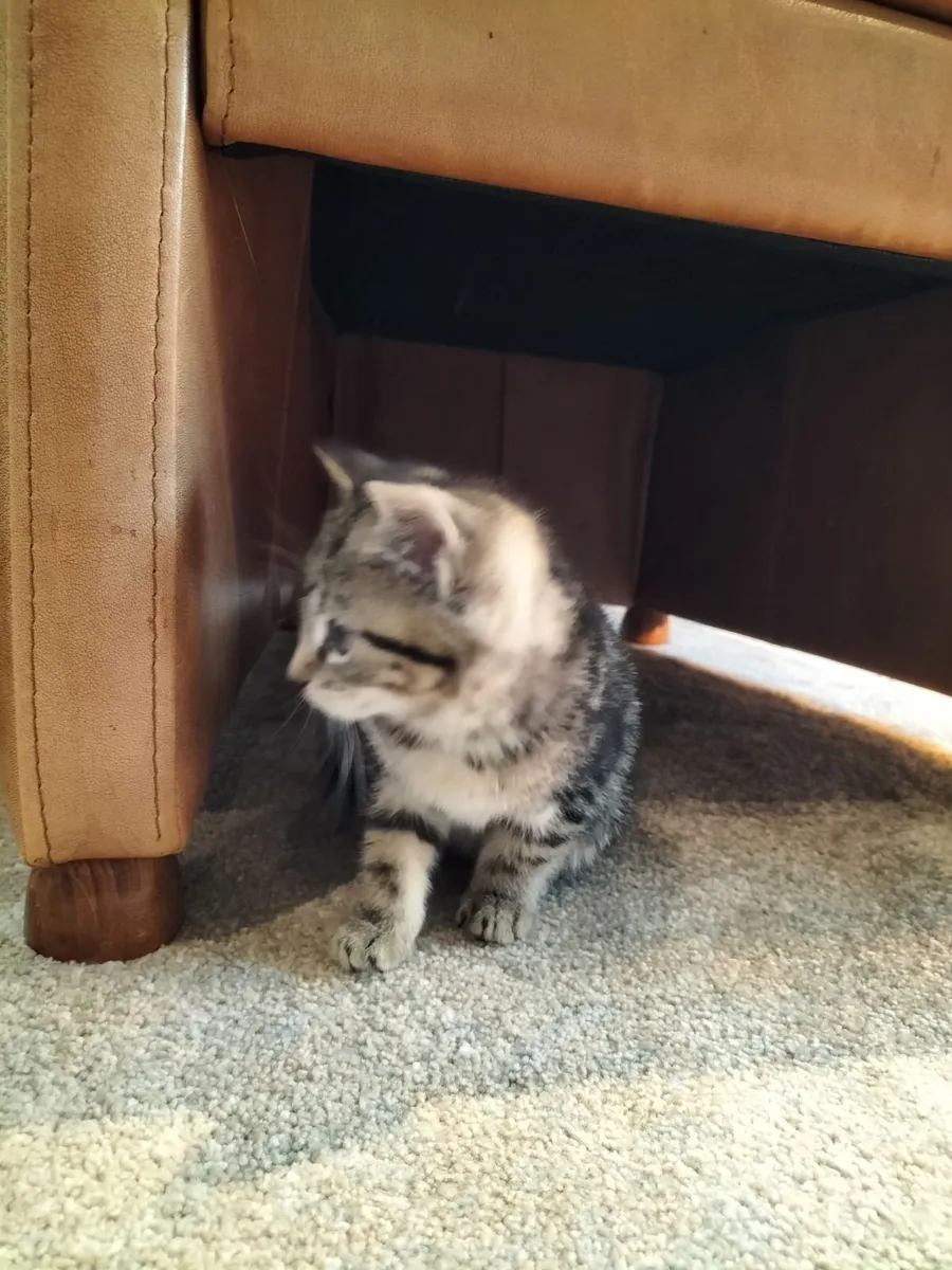 Kittens - Image 4