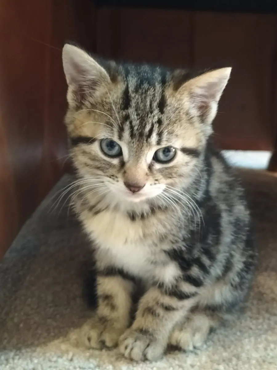 Kittens - Image 1
