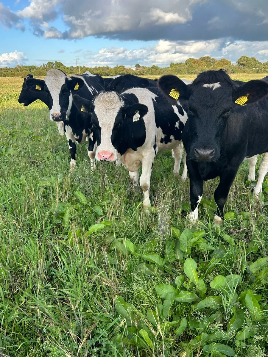 Incalf heifers - Image 1