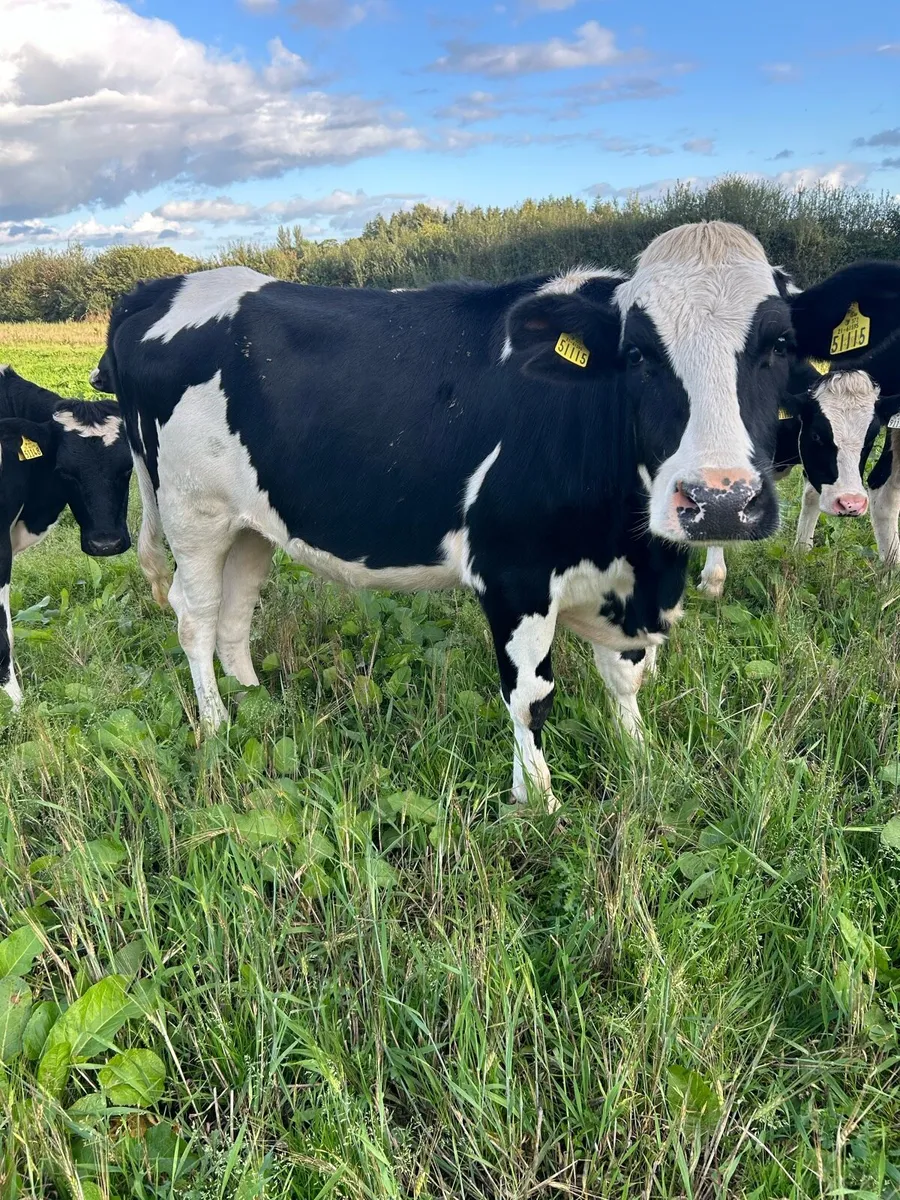 Incalf heifers - Image 2