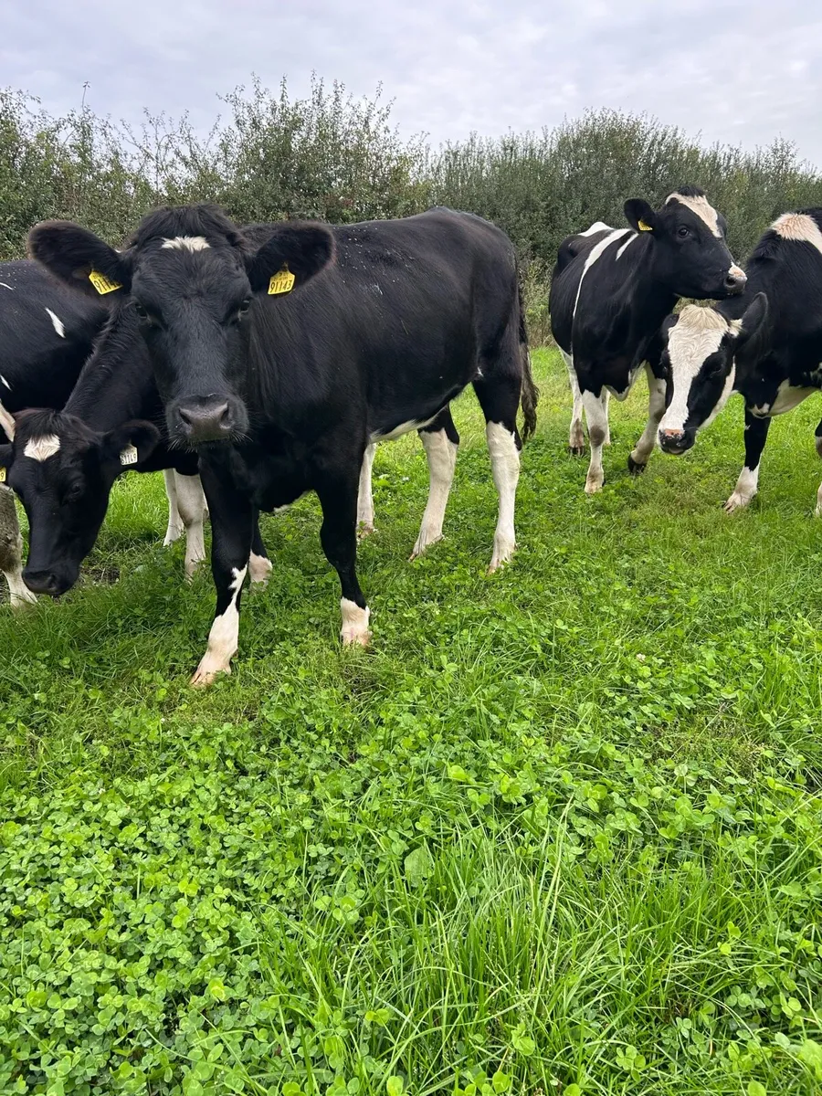 Incalf heifers - Image 4