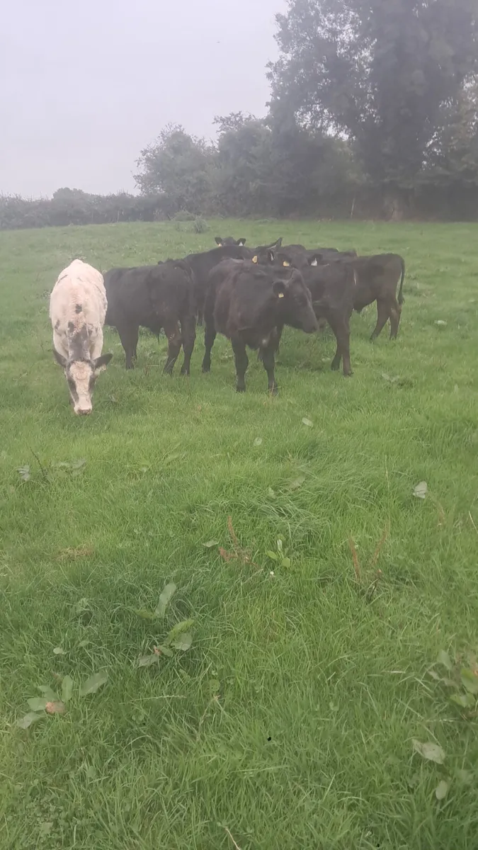 Angus weanlings - Image 1