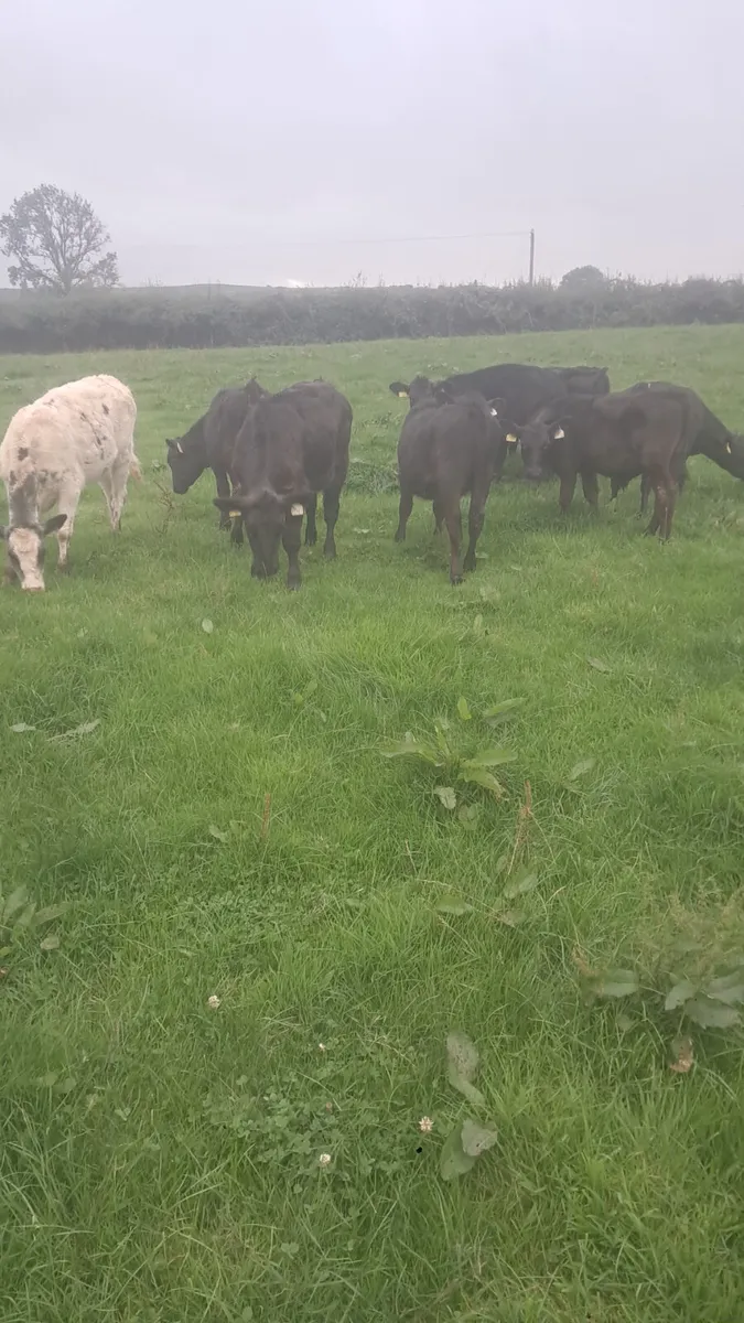 Angus weanlings - Image 2