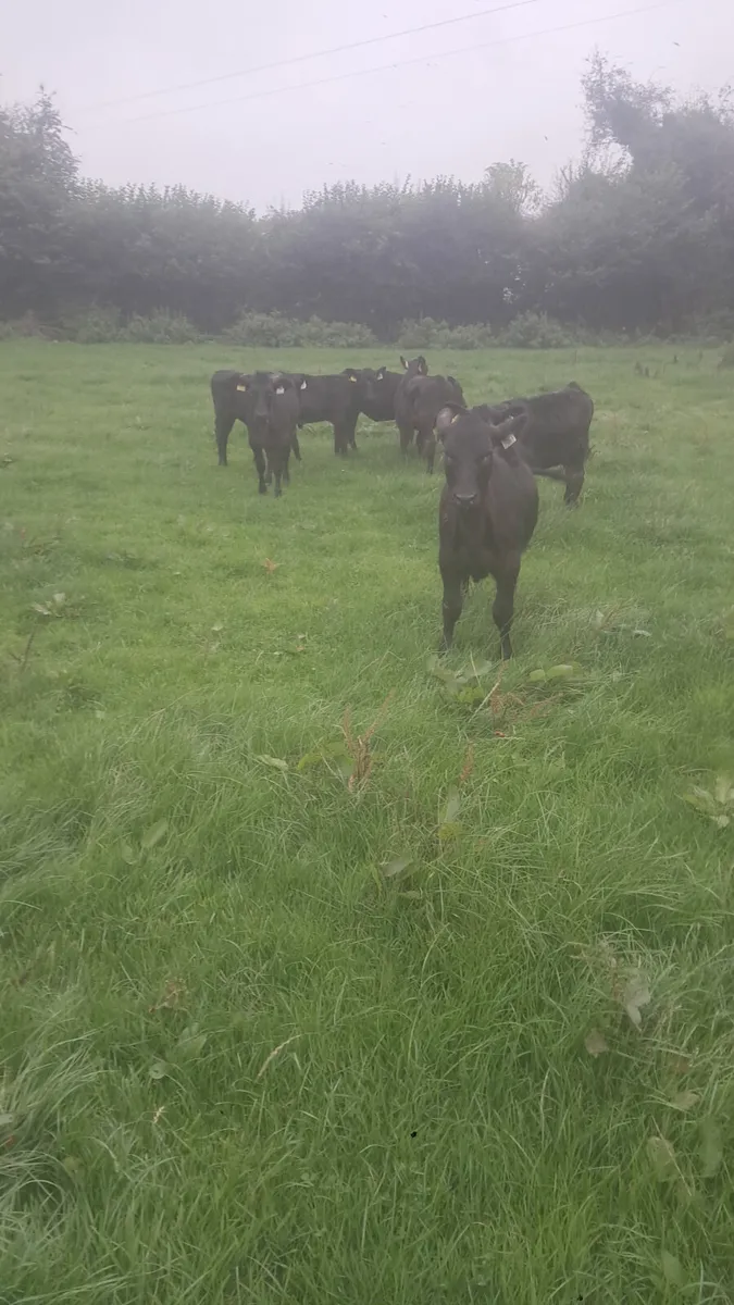Angus weanlings - Image 4
