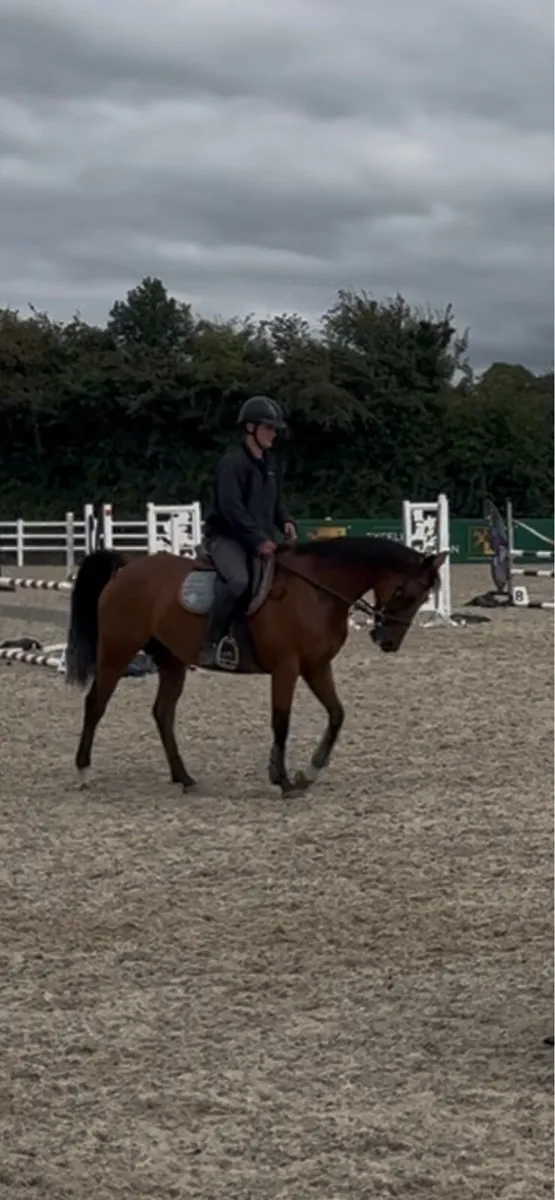 Horse - Image 1