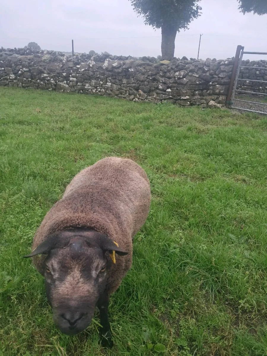 Blue Texel Hogget ram - Image 1
