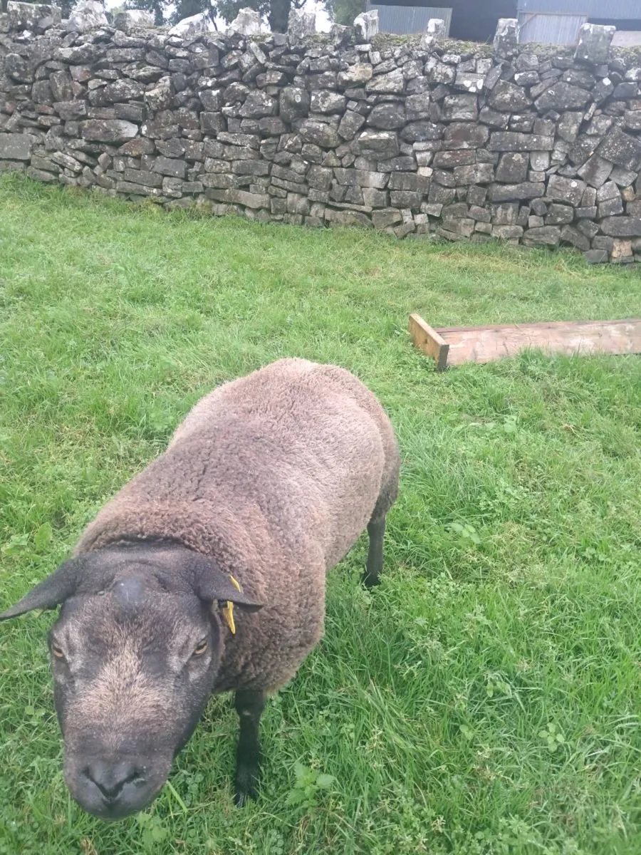 Blue Texel Hogget ram - Image 2