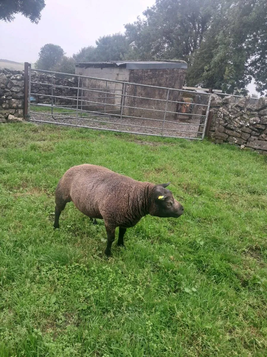Blue Texel Hogget ram - Image 3