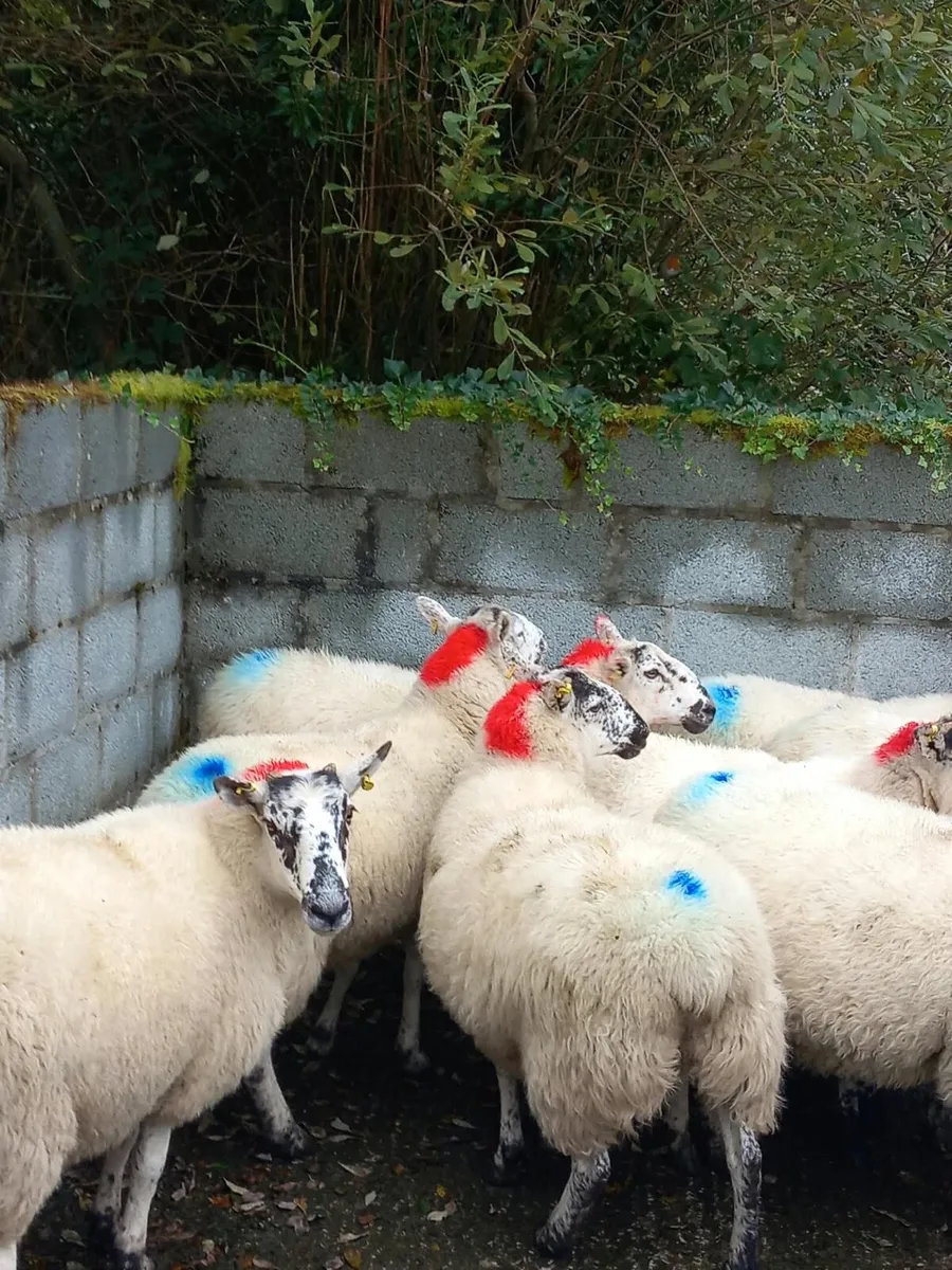 Coolaney Sheep Sale Co.Sligo 19/9/26 - Image 1
