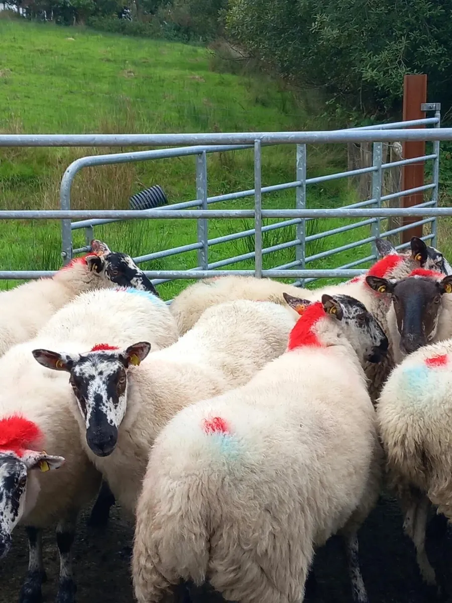 Coolaney Sheep Sale Co.Sligo 19/9/26 - Image 2