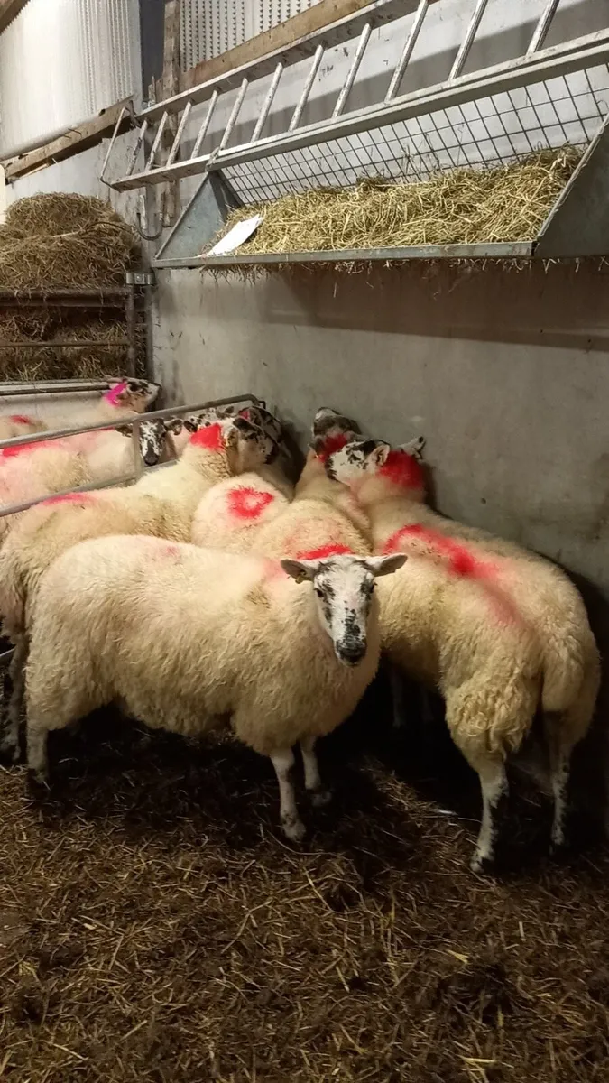 Coolaney Sheep Sale Co.Sligo 19/9/26 - Image 3