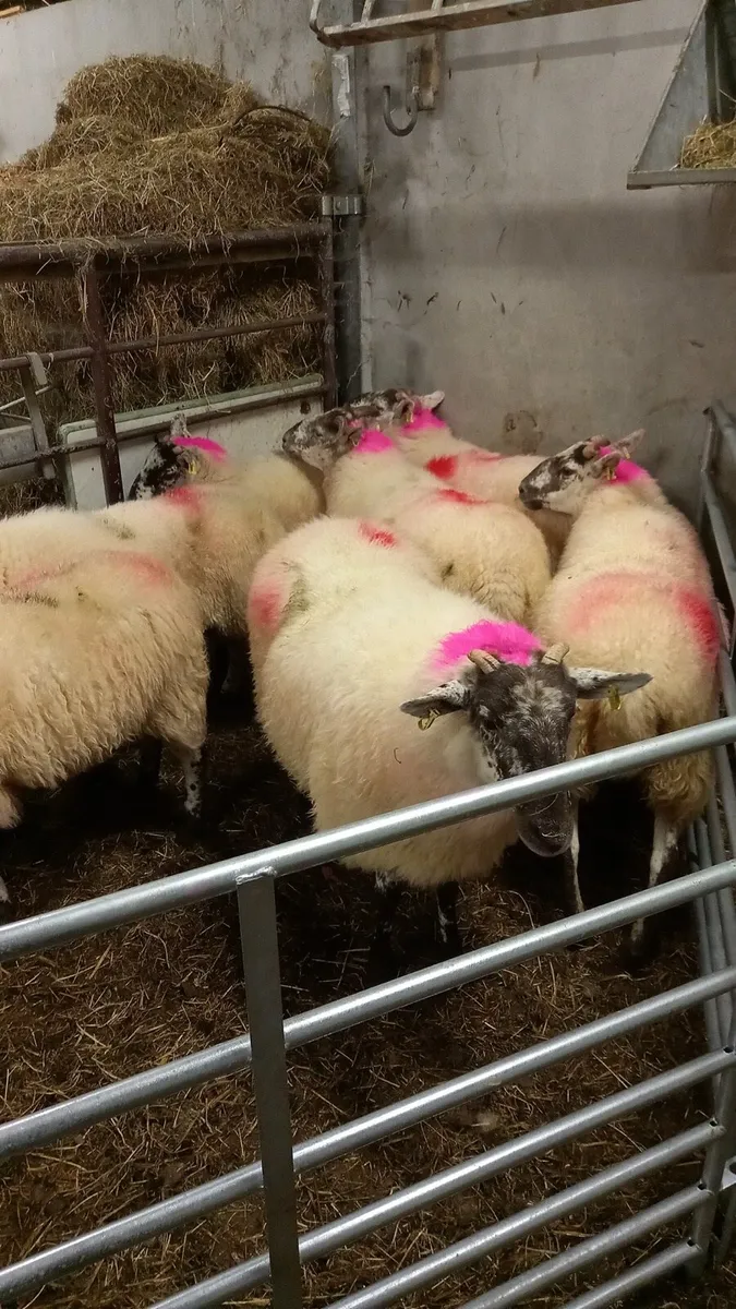 Coolaney Sheep Sale Co.Sligo 19/9/26 - Image 4