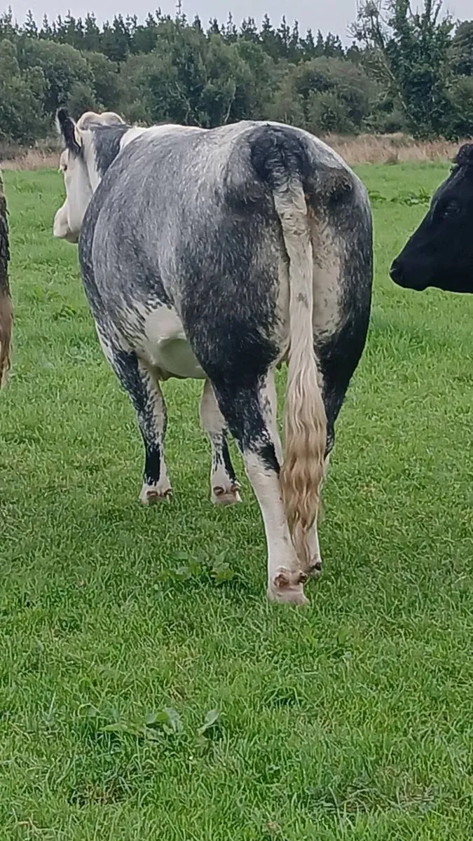 Belgian Blue Heifer by the 5 star A.I.BULL CIAN - Image 1