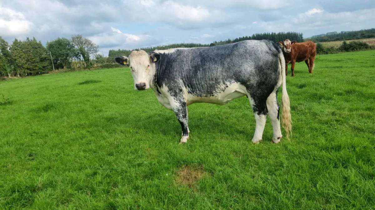 Belgian Blue Heifer by the 5 star A.I.BULL CIAN - Image 2