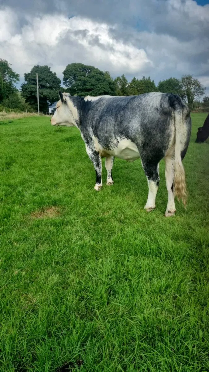 Belgian Blue Heifer by the 5 star A.I.BULL CIAN - Image 3