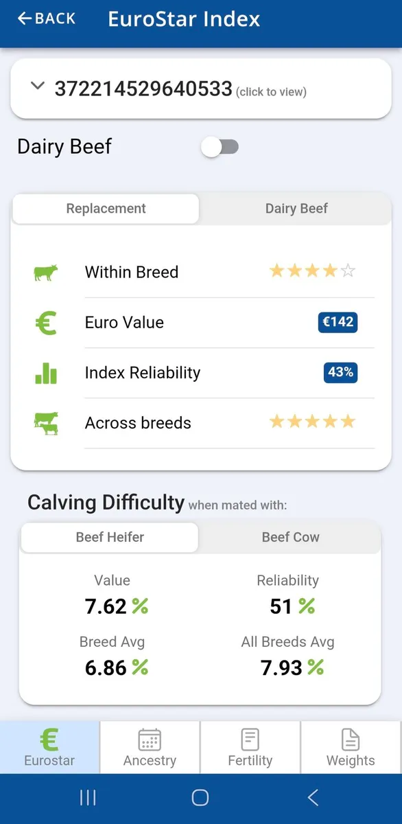 Pedigree Shorthorn Cow - Image 3