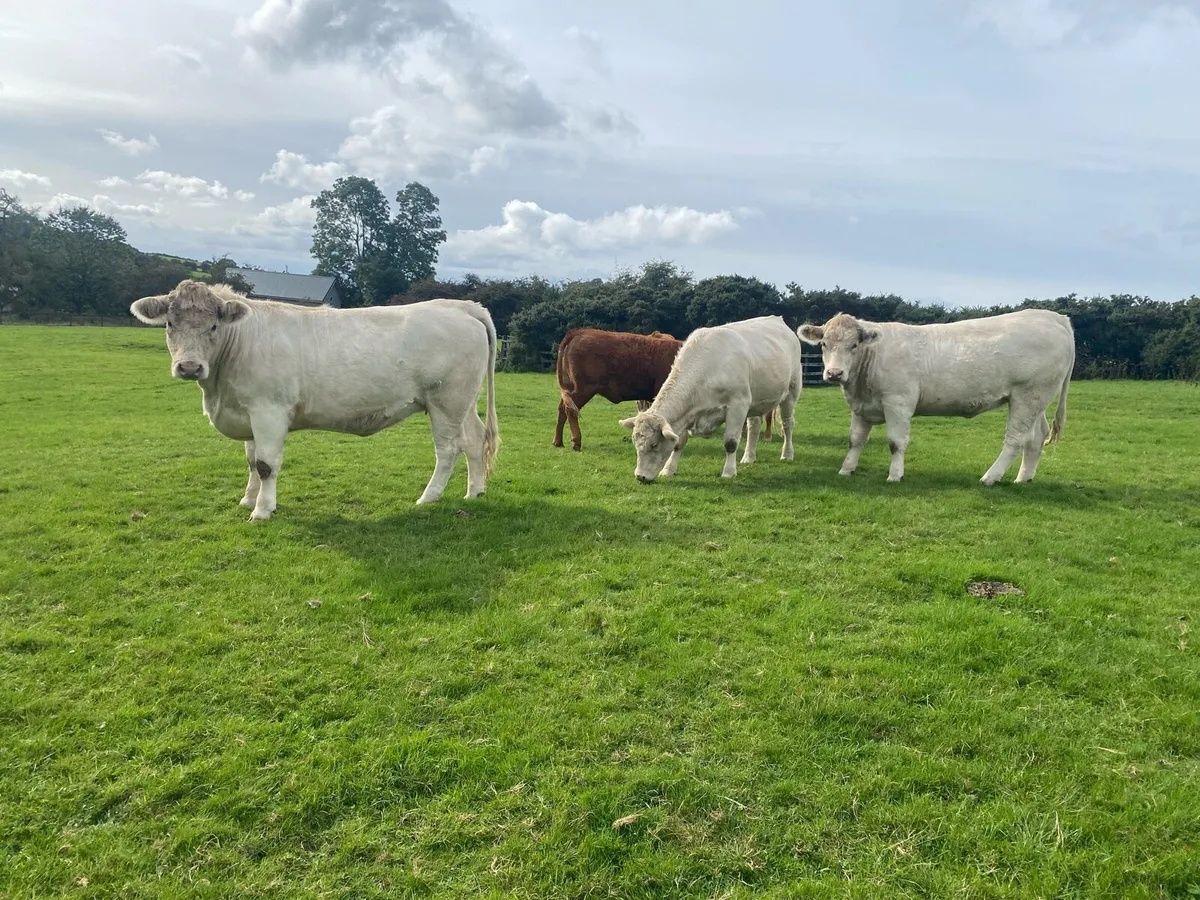 Charlaois heifers - Image 2