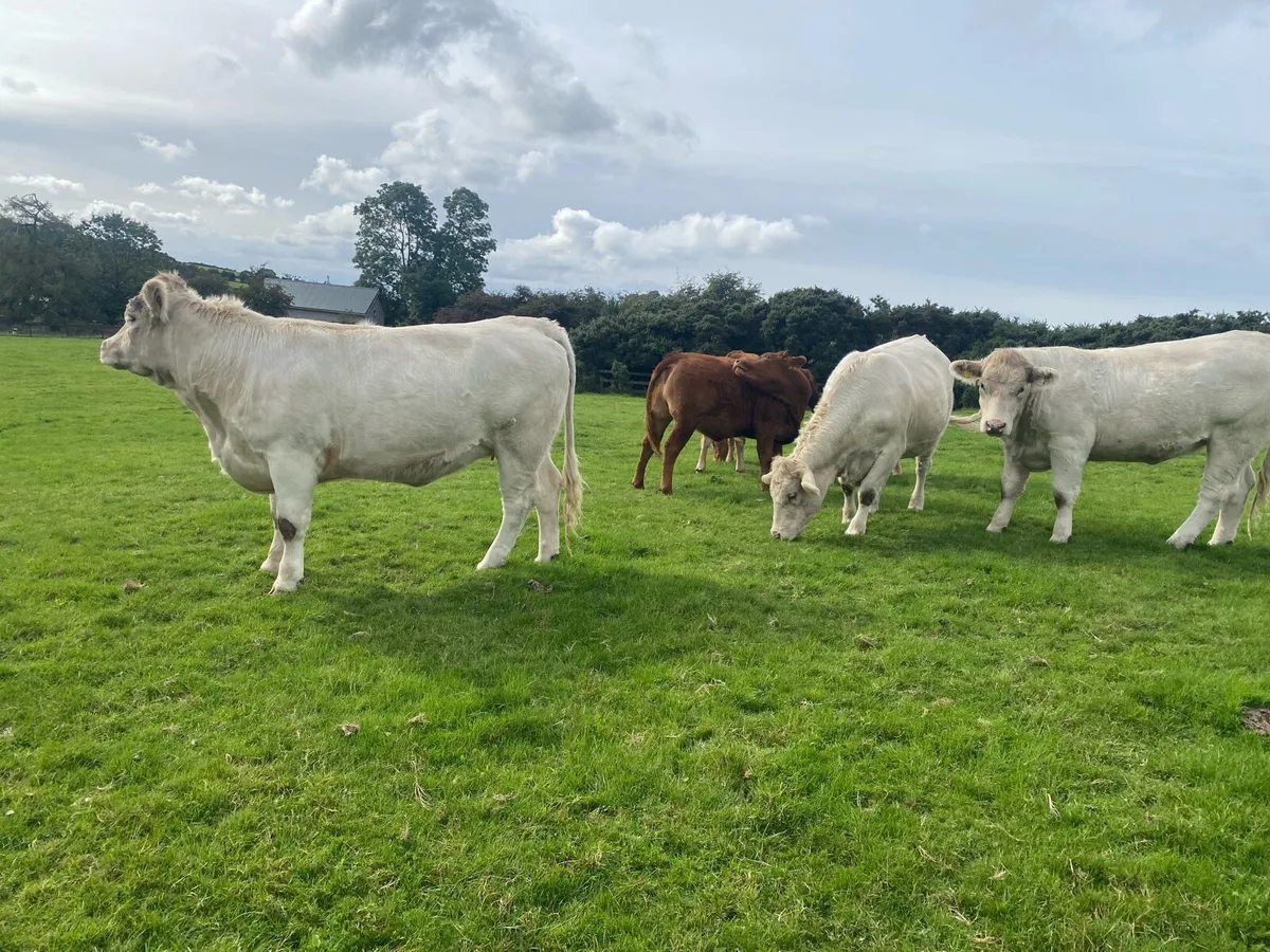 Charlaois heifers - Image 3